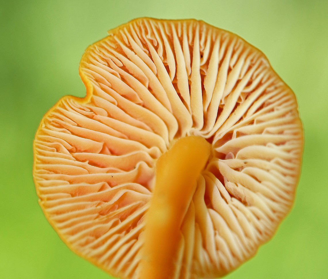 Hygrocybe squamulosa Orange cap that was broadly convex and about 40 mm diameter. Gills were pale orange, thick, waxy, and had frequent short gills. Orange stipe.<br />
<br />
Habitat: Growing on the ground in a deciduous forest.<br />
<figure class="photo"><a href="https://www.jungledragon.com/image/70882/hygrocybe_squamulosa.html" title="Hygrocybe squamulosa"><img src="https://s3.amazonaws.com/media.jungledragon.com/images/3232/70882_thumb.jpg?AWSAccessKeyId=05GMT0V3GWVNE7GGM1R2&Expires=1759968010&Signature=OyGxkOVOdd363hxFtS8MatY1m5U%3D" width="200" height="164" alt="Hygrocybe squamulosa Orange cap that was broadly convex and about 40 mm diameter. Gills were pale orange, thick, waxy, and had frequent short gills. Orange stipe.<br />
<br />
Habitat: Growing on the ground in a deciduous forest.<br />
https://www.jungledragon.com/image/70880/hygrocybe_squamulosa.html<br />
https://www.jungledragon.com/image/70881/hygrocybe_squamulosa.html Geotagged,Hygrocybe squamulosa,Summer,United States" /></a></figure><br />
<figure class="photo"><a href="https://www.jungledragon.com/image/70881/hygrocybe_squamulosa.html" title="Hygrocybe squamulosa"><img src="https://s3.amazonaws.com/media.jungledragon.com/images/3232/70881_thumb.jpg?AWSAccessKeyId=05GMT0V3GWVNE7GGM1R2&Expires=1759968010&Signature=x1RtipsdDmL4mCQYxenED%2BF2eNs%3D" width="112" height="152" alt="Hygrocybe squamulosa Orange cap that was broadly convex and about 40 mm diameter. Gills were pale orange, thick, waxy, and had frequent short gills. Orange stipe.<br />
<br />
Habitat: Growing on the ground in a deciduous forest.<br />
https://www.jungledragon.com/image/70880/hygrocybe_squamulosa.html<br />
https://www.jungledragon.com/image/70882/hygrocybe_squamulosa.html Geotagged,Hygrocybe squamulosa,Summer,United States" /></a></figure> Geotagged,Hygrocybe squamulosa,Summer,United States,hygrocybe,wax cap