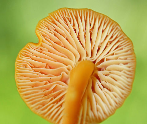 Hygrocybe squamulosa Orange cap that was broadly convex and about 40 mm diameter. Gills were pale orange, thick, waxy, and had frequent short gills. Orange stipe.

Habitat: Growing on the ground in a deciduous forest.
https://www.jungledragon.com/image/70882/hygrocybe_squamulosa.html
https://www.jungledragon.com/image/70881/hygrocybe_squamulosa.html Geotagged,Hygrocybe squamulosa,Summer,United States,hygrocybe,wax cap