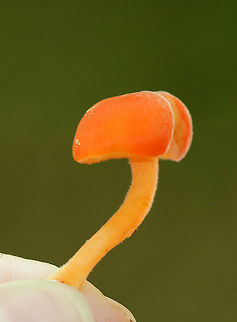 Hygrocybe squamulosa Orange cap that was broadly convex and about 40 mm diameter. Gills were pale orange, thick, waxy, and had frequent short gills. Orange stipe.

Habitat: Growing on the ground in a deciduous forest.
https://www.jungledragon.com/image/70880/hygrocybe_squamulosa.html
https://www.jungledragon.com/image/70882/hygrocybe_squamulosa.html Geotagged,Hygrocybe squamulosa,Summer,United States