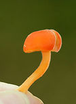 Hygrocybe squamulosa Orange cap that was broadly convex and about 40 mm diameter. Gills were pale orange, thick, waxy, and had frequent short gills. Orange stipe.<br />
<br />
Habitat: Growing on the ground in a deciduous forest.<br />
https://www.jungledragon.com/image/70880/hygrocybe_squamulosa.html<br />
https://www.jungledragon.com/image/70882/hygrocybe_squamulosa.html Geotagged,Hygrocybe squamulosa,Summer,United States