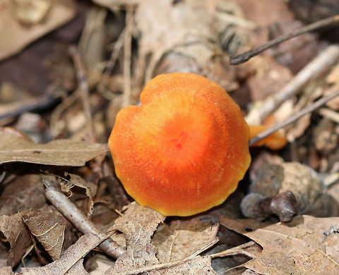 Hygrocybe squamulosa Orange cap that was broadly convex and about 40 mm diameter. Gills were pale orange, thick, waxy, and had frequent short gills. Orange stipe.

Habitat: Growing on the ground in a deciduous forest.
https://www.jungledragon.com/image/70880/hygrocybe_squamulosa.html
https://www.jungledragon.com/image/70881/hygrocybe_squamulosa.html Geotagged,Hygrocybe squamulosa,Summer,United States