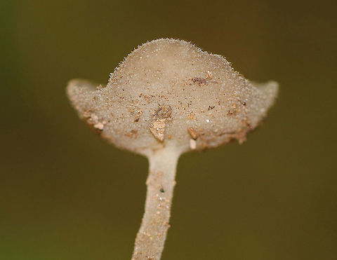 Felt Saddle Mushroom - Helvella macropus Cup-shaped tan cap with a fuzzy undersurface. The stipe had fine hairs.

Habitat: Growing along tree roots in a deciduous forest. Felt Saddle Mushroom,Geotagged,Helvella macropus,Summer,United States,fungus,helvella,mushroom