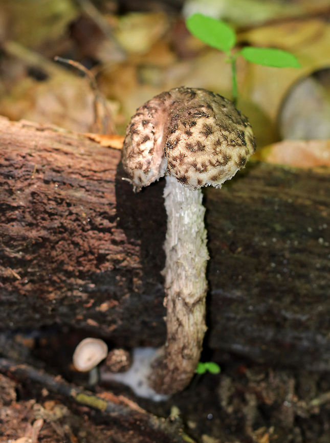 Old Man of the Woods - Strobilomyces floccopus/strobilaceus Cap had large, brownish, wooly scales on a pinkish base. The pore surface was gray and bruised black. The stipe was similar to the cap in texture and color. <br />
<br />
Habitat: Growing out from under rotting wood in a mixed forest.<br />
<br />
**I&#039;m sure of the species ID. This genus is undergoing revision in North America, thus all species level IDs are tentative. Geotagged,Strobilomyces,Summer,United States,old man of the woods