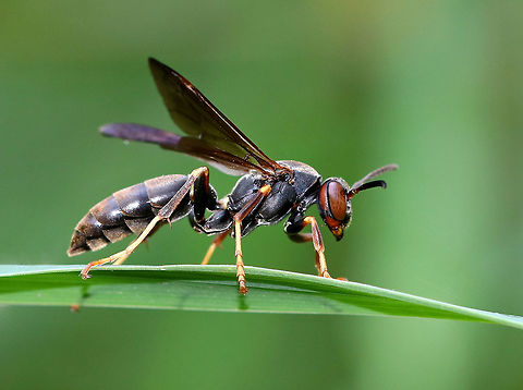 Polistes fuscatus - Northern Paper Wasp Very dark, mostly black wasp with yellow tarsi. Coloration suggests that this is a female.

Habitat: Rural garden bordering a swampy forest. Geotagged,Northern paper wasp,Polistes fuscatus,Summer,United States,polistes,wasp