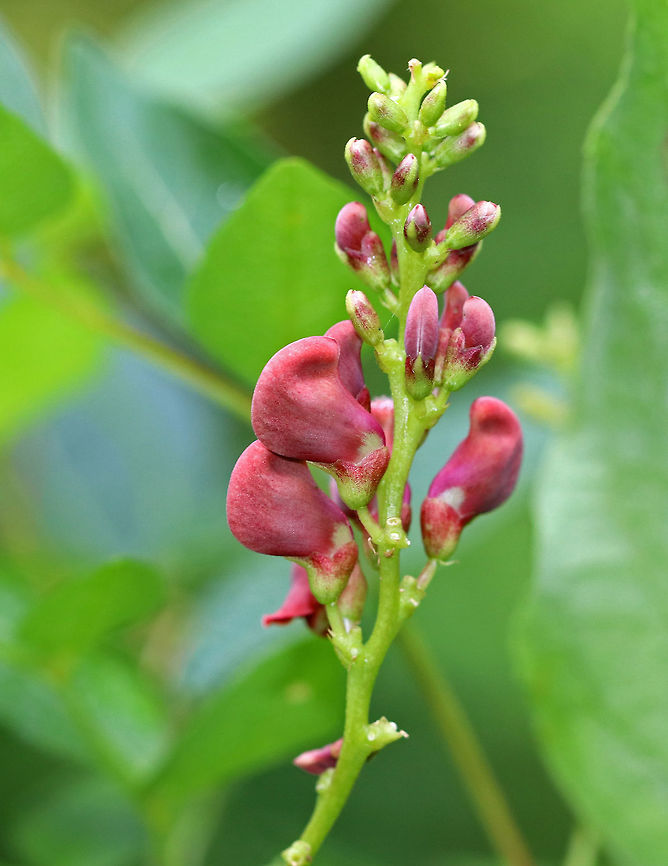 Groundnut - Apios americana This plant has fleshy tubers that were an important food for Native Americans. It also has small extra-floral nectaries on the inflorescence that are visited by ants.<br />
<br />
Habitat: Growing along a small stream that was running out of a boggy, mixed forest.<br />
<figure class="photo"><a href="https://www.jungledragon.com/image/70908/groundnut_-_apios_americana.html" title="Groundnut - Apios americana"><img src="https://s3.amazonaws.com/media.jungledragon.com/images/3232/70908_thumb.jpg?AWSAccessKeyId=05GMT0V3GWVNE7GGM1R2&Expires=1763596810&Signature=44R%2BTkRf6p02fj%2BrlaAsyAesWLQ%3D" width="200" height="134" alt="Groundnut - Apios americana This plant has fleshy tubers that were an important food for Native Americans. It also has small extra-floral nectaries on the inflorescence that are visited by ants.<br />
<br />
Habitat: Growing along a small stream that was running out of a boggy, mixed forest.<br />
https://www.jungledragon.com/image/70907/groundnut_-_apios_americana.html American groundnut,Apios americana,Geotagged,Summer,United States" /></a></figure> American groundnut,Apios americana,Geotagged,Summer,United States