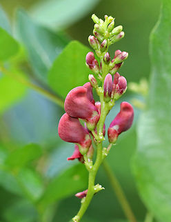 Groundnut - Apios americana This plant has fleshy tubers that were an important food for Native Americans. It also has small extra-floral nectaries on the inflorescence that are visited by ants.

Habitat: Growing along a small stream that was running out of a boggy, mixed forest.
https://www.jungledragon.com/image/70908/groundnut_-_apios_americana.html American groundnut,Apios americana,Geotagged,Summer,United States