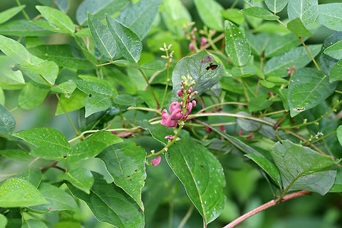 Groundnut - Apios americana This plant has fleshy tubers that were an important food for Native Americans. It also has small extra-floral nectaries on the inflorescence that are visited by ants.

Habitat: Growing along a small stream that was running out of a boggy, mixed forest.
https://www.jungledragon.com/image/70907/groundnut_-_apios_americana.html American groundnut,Apios americana,Geotagged,Summer,United States