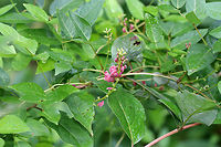Groundnut - Apios americana This plant has fleshy tubers that were an important food for Native Americans. It also has small extra-floral nectaries on the inflorescence that are visited by ants.<br />
<br />
Habitat: Growing along a small stream that was running out of a boggy, mixed forest.<br />
https://www.jungledragon.com/image/70907/groundnut_-_apios_americana.html American groundnut,Apios americana,Geotagged,Summer,United States