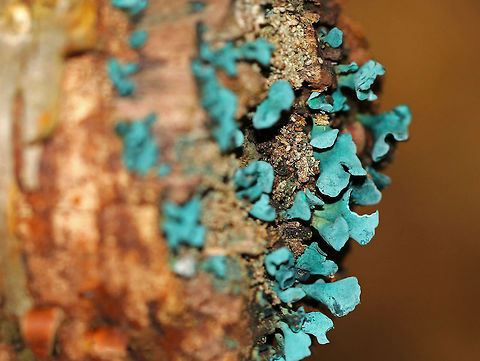 Green Elfcup - Chlorociboria aeruginascens Greenish blue cup fungi with off-centered stems. 

This species contains a quinone pigment called xylindein, which is the reason for the characteristic bluish-green stain that occurs on wood that's infected by this species.

Habitat: Growing on the end of rotting birch Chlorociboria aeruginascens,Geotagged,Green elfcup,Summer,United States