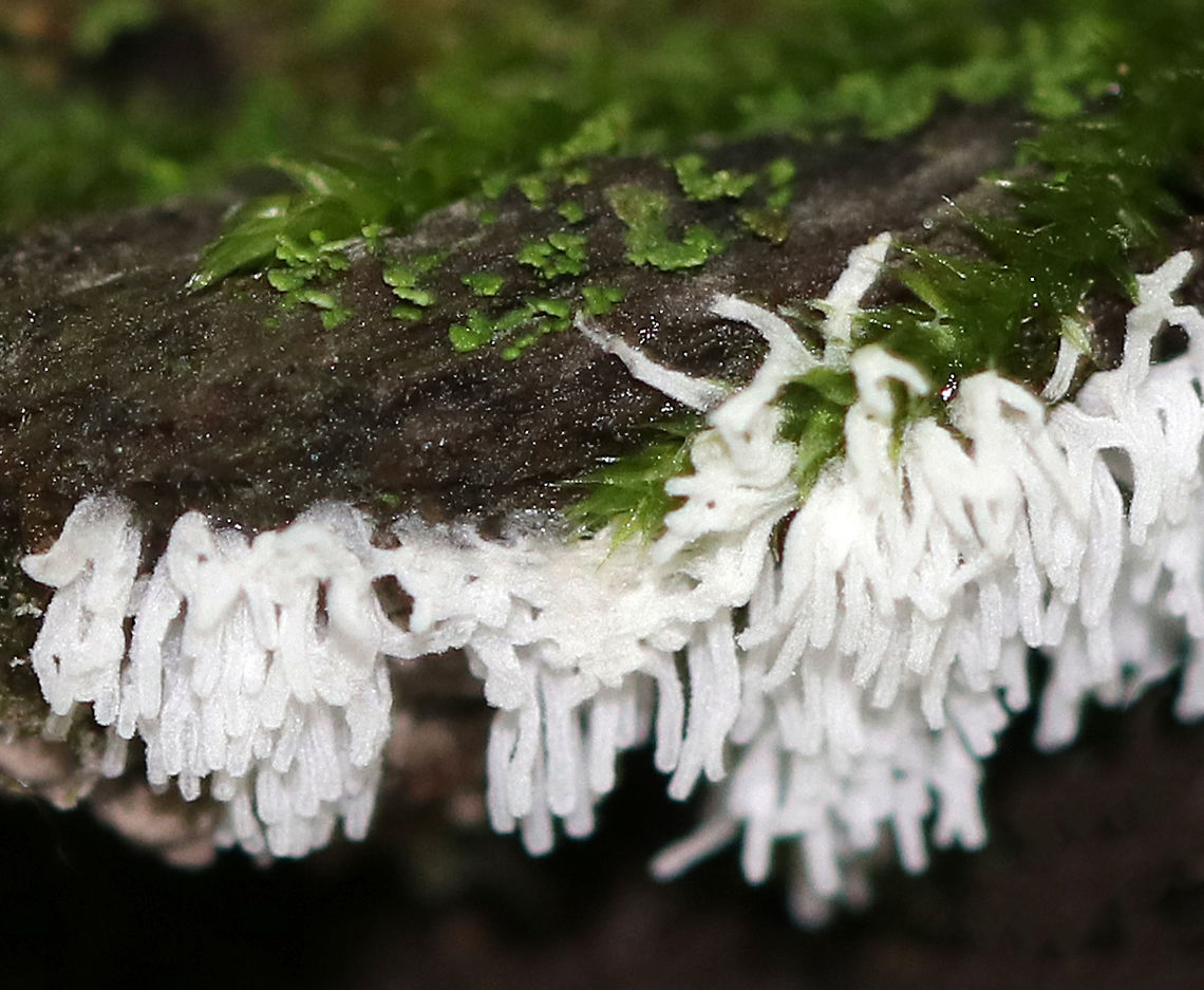 Coral Slime Mold - Ceratiomyxa fruticulosa Tiny, branched coral-like structures that have a slightly fuzzy appearance. Individual fruiting bodies are 0.5-1 mm wide. <br />
<br />
I spotted them growing in large clusters on mossy tree roots on the edge of a bog.<br />
<figure class="photo"><a href="https://www.jungledragon.com/image/70937/coral_slime_mold_-_ceratiomyxa_fruticulosa.html" title="Coral Slime Mold - Ceratiomyxa fruticulosa"><img src="https://s3.amazonaws.com/media.jungledragon.com/images/3232/70937_thumb.jpg?AWSAccessKeyId=05GMT0V3GWVNE7GGM1R2&Expires=1759968010&Signature=%2BVAMTkiannmH%2FoGHeqQjHGuNXP4%3D" width="122" height="152" alt="Coral Slime Mold - Ceratiomyxa fruticulosa Tiny, branched coral-like structures that have a slightly fuzzy appearance. Individual fruiting bodies are 0.5-1 mm wide. <br />
<br />
*Note the gorgeous phalangid to the right! I didn&#039;t even see it when taking photos of the slime mold! Bummer!<br />
<br />
Habitat: I spotted it growing in large clusters on mossy tree roots on the edge of a bog.<br />
https://www.jungledragon.com/image/70935/coral_slime_mold_-_ceratiomyxa_fruticulosa.html<br />
https://www.jungledragon.com/image/70936/coral_slime_mold_-_ceratiomyxa_fruticulosa.html Ceratiomyxa fruticulosa,Geotagged,Summer,United States,slime mold" /></a></figure><br />
<figure class="photo"><a href="https://www.jungledragon.com/image/70936/coral_slime_mold_-_ceratiomyxa_fruticulosa.html" title="Coral Slime Mold - Ceratiomyxa fruticulosa"><img src="https://s3.amazonaws.com/media.jungledragon.com/images/3232/70936_thumb.jpg?AWSAccessKeyId=05GMT0V3GWVNE7GGM1R2&Expires=1759968010&Signature=RYsKrGcTyRNh%2BpPB75ExSe63Mpw%3D" width="200" height="134" alt="Coral Slime Mold - Ceratiomyxa fruticulosa Tiny, branched coral-like structures that have a slightly fuzzy appearance. Individual fruiting bodies are 0.5-1 mm wide.  <br />
<br />
*Note the gorgeous phalangid to the right! I didn&#039;t even see it when taking photos of the slime mold! Bummer!<br />
<br />
Habitat: I spotted it growing in large clusters on mossy tree roots on the edge of a bog.<br />
https://www.jungledragon.com/image/70935/coral_slime_mold_-_ceratiomyxa_fruticulosa.html<br />
https://www.jungledragon.com/image/70937/coral_slime_mold_-_ceratiomyxa_fruticulosa.html Ceratiomyxa fruticulosa,Geotagged,Summer,United States,slime mold" /></a></figure> Ceratiomyxa fruticulosa,Geotagged,Summer,United States,coral slime mold,slime mold
