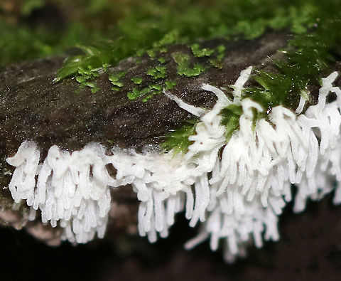 Coral Slime Mold - Ceratiomyxa fruticulosa Tiny, branched coral-like structures that have a slightly fuzzy appearance. Individual fruiting bodies are 0.5-1 mm wide. 

I spotted them growing in large clusters on mossy tree roots on the edge of a bog.
https://www.jungledragon.com/image/70937/coral_slime_mold_-_ceratiomyxa_fruticulosa.html
https://www.jungledragon.com/image/70936/coral_slime_mold_-_ceratiomyxa_fruticulosa.html Ceratiomyxa fruticulosa,Geotagged,Summer,United States,coral slime mold,slime mold