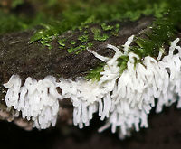 Coral Slime Mold - Ceratiomyxa fruticulosa Tiny, branched coral-like structures that have a slightly fuzzy appearance. Individual fruiting bodies are 0.5-1 mm wide. <br />
<br />
I spotted them growing in large clusters on mossy tree roots on the edge of a bog.<br />
https://www.jungledragon.com/image/70937/coral_slime_mold_-_ceratiomyxa_fruticulosa.html<br />
https://www.jungledragon.com/image/70936/coral_slime_mold_-_ceratiomyxa_fruticulosa.html Ceratiomyxa fruticulosa,Geotagged,Summer,United States,coral slime mold,slime mold