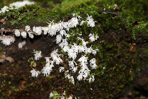 Coral Slime Mold - Ceratiomyxa fruticulosa Tiny, branched coral-like structures that have a slightly fuzzy appearance. Individual fruiting bodies are 0.5-1 mm wide.  

*Note the gorgeous phalangid to the right! I didn't even see it when taking photos of the slime mold! Bummer!

Habitat: I spotted it growing in large clusters on mossy tree roots on the edge of a bog.
https://www.jungledragon.com/image/70935/coral_slime_mold_-_ceratiomyxa_fruticulosa.html
https://www.jungledragon.com/image/70937/coral_slime_mold_-_ceratiomyxa_fruticulosa.html Ceratiomyxa fruticulosa,Geotagged,Summer,United States,slime mold