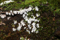 Coral Slime Mold - Ceratiomyxa fruticulosa Tiny, branched coral-like structures that have a slightly fuzzy appearance. Individual fruiting bodies are 0.5-1 mm wide.  <br />
<br />
*Note the gorgeous phalangid to the right! I didn't even see it when taking photos of the slime mold! Bummer!<br />
<br />
Habitat: I spotted it growing in large clusters on mossy tree roots on the edge of a bog.<br />
https://www.jungledragon.com/image/70935/coral_slime_mold_-_ceratiomyxa_fruticulosa.html<br />
https://www.jungledragon.com/image/70937/coral_slime_mold_-_ceratiomyxa_fruticulosa.html Ceratiomyxa fruticulosa,Geotagged,Summer,United States,slime mold