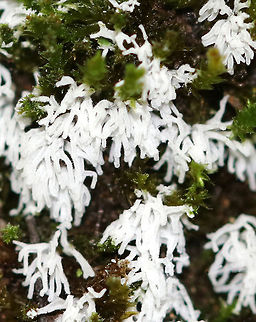 Coral Slime Mold - Ceratiomyxa fruticulosa Tiny, branched coral-like structures that have a slightly fuzzy appearance. Individual fruiting bodies are 0.5-1 mm wide. 

*Note the gorgeous phalangid to the right! I didn't even see it when taking photos of the slime mold! Bummer!

Habitat: I spotted it growing in large clusters on mossy tree roots on the edge of a bog.
https://www.jungledragon.com/image/70935/coral_slime_mold_-_ceratiomyxa_fruticulosa.html
https://www.jungledragon.com/image/70936/coral_slime_mold_-_ceratiomyxa_fruticulosa.html Ceratiomyxa fruticulosa,Geotagged,Summer,United States,slime mold