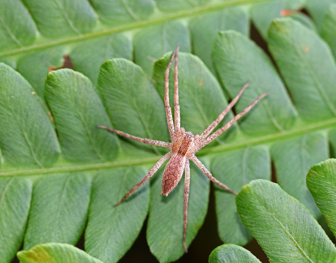 Nursery Web Spider - Pisaurina mira Body length was about 15 mm (excluding legs). It had a reddish brown stripe down its cephalothorax and abdomen that was lightly lined with white. Anterior eyes were not recurved.<br />
<br />
Habitat: Spotted on ferns in a coniferous forest.<br />
 Geotagged,Pisaurina mira,Summer,United States,nursery web spider,spider
