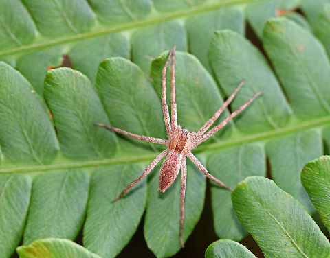 Nursery Web Spider - Pisaurina mira Body length was about 15 mm (excluding legs). It had a reddish brown stripe down its cephalothorax and abdomen that was lightly lined with white. Anterior eyes were not recurved.

Habitat: Spotted on ferns in a coniferous forest.
 Geotagged,Pisaurina mira,Summer,United States,nursery web spider,spider
