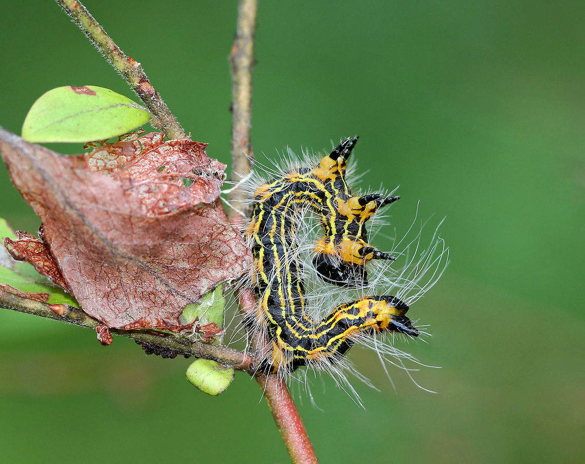 Drexel's Datana Caterpillar - Datana drexelii Black and yellow striped caterpillar with long, white hairs. When disturbed, they assume a threatening posture by lifting the anterior and posterior parts of their bodies.<br />
<br />
Habitat: Feeding gregariously in a bog.<br />
<figure class="photo"><a href="https://www.jungledragon.com/image/70946/drexels_datana_caterpillar_-_datana_drexelii.html" title="Drexel&#039;s Datana Caterpillar - Datana drexelii"><img src="https://s3.amazonaws.com/media.jungledragon.com/images/3232/70946_thumb.jpg?AWSAccessKeyId=05GMT0V3GWVNE7GGM1R2&Expires=1759968010&Signature=W%2B4V%2B%2B5Gc9tIQZyqhYsmr%2BwGuzw%3D" width="200" height="160" alt="Drexel&#039;s Datana Caterpillar - Datana drexelii Black and yellow striped caterpillar with long, white hairs. When disturbed, they assume a threatening posture by lifting the anterior and posterior parts of their bodies.<br />
<br />
Habitat: Feeding gregariously in a bog.<br />
https://www.jungledragon.com/image/70945/yellownecked_caterpillar_-_datana_ministra.html Datana drexelii,Drexel&#039;s Datana,Geotagged,Summer,United States" /></a></figure> Datana drexelii,Drexel's Datana,Geotagged,Summer,United States,caterpillar,datana