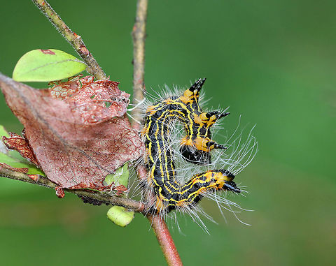 Drexel's Datana Caterpillar - Datana drexelii Black and yellow striped caterpillar with long, white hairs. When disturbed, they assume a threatening posture by lifting the anterior and posterior parts of their bodies.

Habitat: Feeding gregariously in a bog.
https://www.jungledragon.com/image/70946/yellownecked_caterpillar_-_datana_ministra.html Datana drexelii,Drexel's Datana,Geotagged,Summer,United States,caterpillar,datana