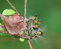 Drexel's Datana Caterpillar - Datana drexelii Black and yellow striped caterpillar with long, white hairs. When disturbed, they assume a threatening posture by lifting the anterior and posterior parts of their bodies.<br />
<br />
Habitat: Feeding gregariously in a bog.<br />
https://www.jungledragon.com/image/70946/yellownecked_caterpillar_-_datana_ministra.html Datana drexelii,Drexel's Datana,Geotagged,Summer,United States,caterpillar,datana