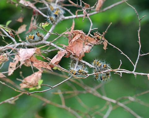 Drexel's Datana Caterpillar - Datana drexelii Black and yellow striped caterpillar with long, white hairs. When disturbed, they assume a threatening posture by lifting the anterior and posterior parts of their bodies.

Habitat: Feeding gregariously in a bog.
https://www.jungledragon.com/image/70945/yellownecked_caterpillar_-_datana_ministra.html Datana drexelii,Drexel's Datana,Geotagged,Summer,United States