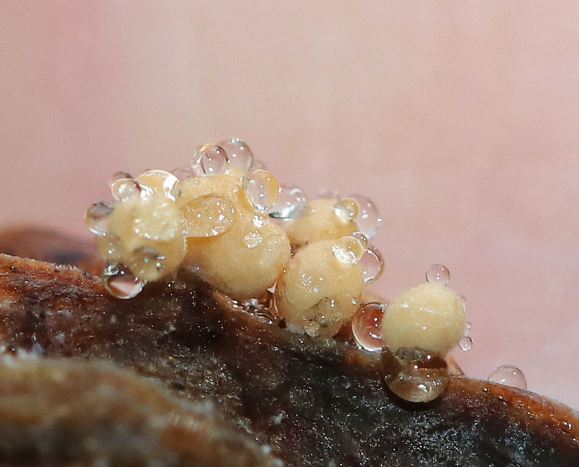 Slime Mold Tiny slime mold. They had short, white stems that were topped by tan and brownish spheres.<br />
<br />
Habitat: Growing on plant debris in a bog<br />
<figure class="photo"><a href="https://www.jungledragon.com/image/70982/slime_mold.html" title="Slime Mold"><img src="https://s3.amazonaws.com/media.jungledragon.com/images/3232/70982_thumb.jpg?AWSAccessKeyId=05GMT0V3GWVNE7GGM1R2&Expires=1759968010&Signature=CEc6jY%2BZFalkZ1chCru3RKLY6lk%3D" width="200" height="160" alt="Slime Mold Tiny slime mold. They had short, white stems that were topped by tan and brownish spheres.<br />
<br />
Habitat: Growing on plant debris in a bog<br />
https://www.jungledragon.com/image/70977/slime_mold.html<br />
https://www.jungledragon.com/image/70979/slime_mold.html<br />
https://www.jungledragon.com/image/70978/slime_mold.html Geotagged,Summer,United States,slime mold" /></a></figure><br />
<figure class="photo"><a href="https://www.jungledragon.com/image/70979/slime_mold.html" title="Slime Mold"><img src="https://s3.amazonaws.com/media.jungledragon.com/images/3232/70979_thumb.jpg?AWSAccessKeyId=05GMT0V3GWVNE7GGM1R2&Expires=1759968010&Signature=t%2BjUMwnwvz%2BK9Q8W7IlpFLuKKWQ%3D" width="200" height="150" alt="Slime Mold Tiny slime mold. They had short, white stems that were topped by tan and brownish spheres.<br />
<br />
Habitat: Growing on plant debris in a bog<br />
https://www.jungledragon.com/image/70977/slime_mold.html<br />
https://www.jungledragon.com/image/70982/slime_mold.html<br />
https://www.jungledragon.com/image/70978/slime_mold.html Geotagged,Summer,United States,slime mold" /></a></figure><br />
<figure class="photo"><a href="https://www.jungledragon.com/image/70978/slime_mold.html" title="Slime Mold"><img src="https://s3.amazonaws.com/media.jungledragon.com/images/3232/70978_thumb.jpg?AWSAccessKeyId=05GMT0V3GWVNE7GGM1R2&Expires=1759968010&Signature=Fs%2Fzbd8M8QYppdzWRnERBZuTrjc%3D" width="200" height="162" alt="Slime Mold Tiny slime mold. They had short, white stems that were topped by tan and brownish spheres.<br />
<br />
Habitat: Growing on plant debris in a bog<br />
https://www.jungledragon.com/image/70979/slime_mold.html<br />
https://www.jungledragon.com/image/70982/slime_mold.html<br />
https://www.jungledragon.com/image/70977/slime_mold.html Geotagged,Summer,United States,slime mold" /></a></figure> Geotagged,Summer,United States,slime mold