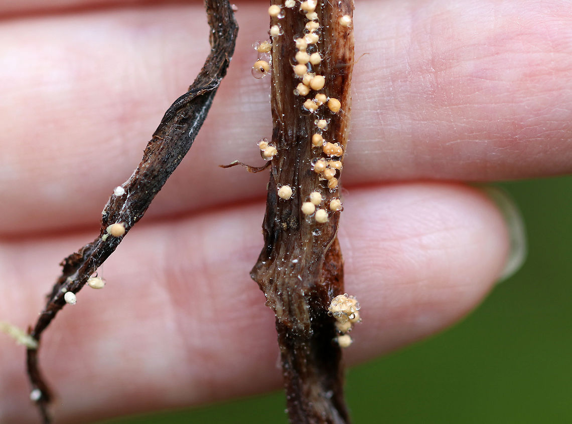 Slime Mold Tiny slime mold. They had short, white stems that were topped by tan and brownish spheres.<br />
<br />
Habitat: Growing on plant debris in a bog<br />
<figure class="photo"><a href="https://www.jungledragon.com/image/70977/slime_mold.html" title="Slime Mold"><img src="https://s3.amazonaws.com/media.jungledragon.com/images/3232/70977_thumb.jpg?AWSAccessKeyId=05GMT0V3GWVNE7GGM1R2&Expires=1759968010&Signature=B1Yc%2BNYD6SgFojanq%2BkkpwPOMlY%3D" width="200" height="162" alt="Slime Mold Tiny slime mold. They had short, white stems that were topped by tan and brownish spheres.<br />
<br />
Habitat: Growing on plant debris in a bog<br />
https://www.jungledragon.com/image/70982/slime_mold.html<br />
https://www.jungledragon.com/image/70979/slime_mold.html<br />
https://www.jungledragon.com/image/70978/slime_mold.html Geotagged,Summer,United States,slime mold" /></a></figure><br />
<figure class="photo"><a href="https://www.jungledragon.com/image/70982/slime_mold.html" title="Slime Mold"><img src="https://s3.amazonaws.com/media.jungledragon.com/images/3232/70982_thumb.jpg?AWSAccessKeyId=05GMT0V3GWVNE7GGM1R2&Expires=1759968010&Signature=CEc6jY%2BZFalkZ1chCru3RKLY6lk%3D" width="200" height="160" alt="Slime Mold Tiny slime mold. They had short, white stems that were topped by tan and brownish spheres.<br />
<br />
Habitat: Growing on plant debris in a bog<br />
https://www.jungledragon.com/image/70977/slime_mold.html<br />
https://www.jungledragon.com/image/70979/slime_mold.html<br />
https://www.jungledragon.com/image/70978/slime_mold.html Geotagged,Summer,United States,slime mold" /></a></figure><br />
<figure class="photo"><a href="https://www.jungledragon.com/image/70978/slime_mold.html" title="Slime Mold"><img src="https://s3.amazonaws.com/media.jungledragon.com/images/3232/70978_thumb.jpg?AWSAccessKeyId=05GMT0V3GWVNE7GGM1R2&Expires=1759968010&Signature=Fs%2Fzbd8M8QYppdzWRnERBZuTrjc%3D" width="200" height="162" alt="Slime Mold Tiny slime mold. They had short, white stems that were topped by tan and brownish spheres.<br />
<br />
Habitat: Growing on plant debris in a bog<br />
https://www.jungledragon.com/image/70979/slime_mold.html<br />
https://www.jungledragon.com/image/70982/slime_mold.html<br />
https://www.jungledragon.com/image/70977/slime_mold.html Geotagged,Summer,United States,slime mold" /></a></figure> Geotagged,Summer,United States,slime mold