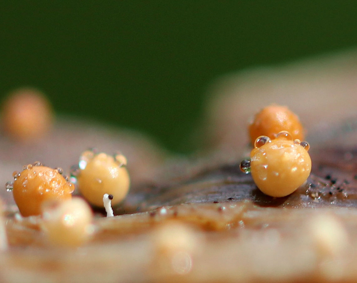 Slime Mold Tiny slime mold. They had short, white stems that were topped by tan and brownish spheres.<br />
<br />
Habitat: Growing on plant debris in a bog<br />
<figure class="photo"><a href="https://www.jungledragon.com/image/70977/slime_mold.html" title="Slime Mold"><img src="https://s3.amazonaws.com/media.jungledragon.com/images/3232/70977_thumb.jpg?AWSAccessKeyId=05GMT0V3GWVNE7GGM1R2&Expires=1759968010&Signature=B1Yc%2BNYD6SgFojanq%2BkkpwPOMlY%3D" width="200" height="162" alt="Slime Mold Tiny slime mold. They had short, white stems that were topped by tan and brownish spheres.<br />
<br />
Habitat: Growing on plant debris in a bog<br />
https://www.jungledragon.com/image/70982/slime_mold.html<br />
https://www.jungledragon.com/image/70979/slime_mold.html<br />
https://www.jungledragon.com/image/70978/slime_mold.html Geotagged,Summer,United States,slime mold" /></a></figure><br />
<figure class="photo"><a href="https://www.jungledragon.com/image/70979/slime_mold.html" title="Slime Mold"><img src="https://s3.amazonaws.com/media.jungledragon.com/images/3232/70979_thumb.jpg?AWSAccessKeyId=05GMT0V3GWVNE7GGM1R2&Expires=1759968010&Signature=t%2BjUMwnwvz%2BK9Q8W7IlpFLuKKWQ%3D" width="200" height="150" alt="Slime Mold Tiny slime mold. They had short, white stems that were topped by tan and brownish spheres.<br />
<br />
Habitat: Growing on plant debris in a bog<br />
https://www.jungledragon.com/image/70977/slime_mold.html<br />
https://www.jungledragon.com/image/70982/slime_mold.html<br />
https://www.jungledragon.com/image/70978/slime_mold.html Geotagged,Summer,United States,slime mold" /></a></figure><br />
<figure class="photo"><a href="https://www.jungledragon.com/image/70978/slime_mold.html" title="Slime Mold"><img src="https://s3.amazonaws.com/media.jungledragon.com/images/3232/70978_thumb.jpg?AWSAccessKeyId=05GMT0V3GWVNE7GGM1R2&Expires=1759968010&Signature=Fs%2Fzbd8M8QYppdzWRnERBZuTrjc%3D" width="200" height="162" alt="Slime Mold Tiny slime mold. They had short, white stems that were topped by tan and brownish spheres.<br />
<br />
Habitat: Growing on plant debris in a bog<br />
https://www.jungledragon.com/image/70979/slime_mold.html<br />
https://www.jungledragon.com/image/70982/slime_mold.html<br />
https://www.jungledragon.com/image/70977/slime_mold.html Geotagged,Summer,United States,slime mold" /></a></figure> Geotagged,Summer,United States,slime mold