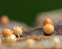 Slime Mold Tiny slime mold. They had short, white stems that were topped by tan and brownish spheres.<br />
<br />
Habitat: Growing on plant debris in a bog<br />
https://www.jungledragon.com/image/70977/slime_mold.html<br />
https://www.jungledragon.com/image/70979/slime_mold.html<br />
https://www.jungledragon.com/image/70978/slime_mold.html Geotagged,Summer,United States,slime mold