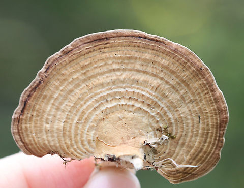 Thin Walled Maze Polypore - Daedaleopsis confragosa Thin cap with bumpy zones of white, lavender, and tan colors. The pore surface, which had elongated, maze-like pores, bruised when I pressed on it. 

Habitat: Growing on a tree branch in a bog.
https://www.jungledragon.com/image/70986/thin_walled_maze_polypore_-_daedaleopsis_confragosa.html Daedaleopsis confragosa,Geotagged,Summer,Thin walled maze polypore,United States,polypore
