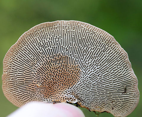 Thin Walled Maze Polypore - Daedaleopsis confragosa Thin cap with bumpy zones of white, lavender, and tan colors. The pore surface, which had elongated, maze-like pores, bruised when I pressed on it. 

Habitat: Growing on a tree branch in a bog.
https://www.jungledragon.com/image/70985/thin_walled_maze_polypore_-_daedaleopsis_confragosa.html
 Daedaleopsis confragosa,Geotagged,Summer,Thin walled maze polypore,United States