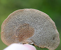 Thin Walled Maze Polypore - Daedaleopsis confragosa Thin cap with bumpy zones of white, lavender, and tan colors. The pore surface, which had elongated, maze-like pores, bruised when I pressed on it. <br />
<br />
Habitat: Growing on a tree branch in a bog.<br />
https://www.jungledragon.com/image/70985/thin_walled_maze_polypore_-_daedaleopsis_confragosa.html<br />
 Daedaleopsis confragosa,Geotagged,Summer,Thin walled maze polypore,United States
