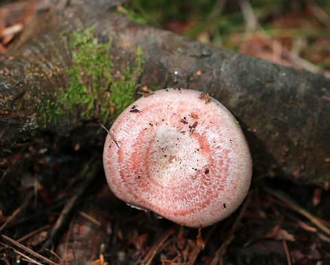 Lactarius subpurpureus Mostly flat cap with a small central depression, zones of pink, and an inrolled margin.  Nearly distant, pinkish red gills that leak red milk. The stem was colored like the cap, but more pale.

Habitat: Growing on the ground under pine.
https://www.jungledragon.com/image/71002/lactarius_subpurpureus.html Geotagged,Lactarius,Lactarius subpurpureus,Summer,United States,mushroom,pink