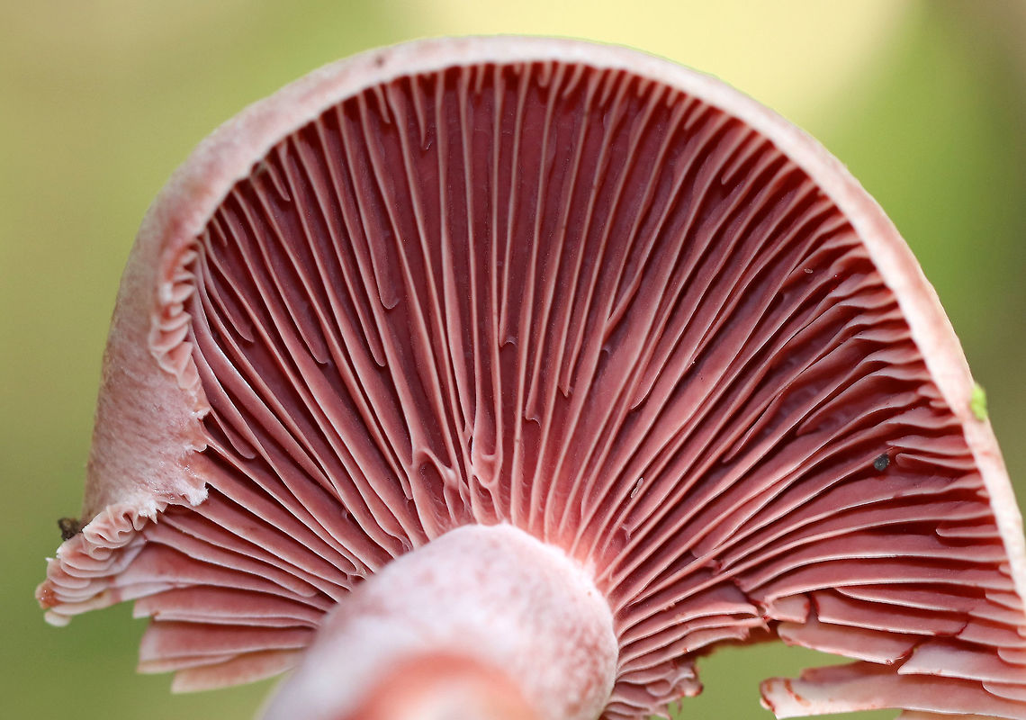 Lactarius subpurpureus Mostly flat cap with a small central depression, zones of pink, and an inrolled margin. Nearly distant, pinkish red gills that leak red milk. The stem was colored like the cap, but more pale.<br />
<br />
Habitat: Growing on the ground under pine.<br />
<figure class="photo"><a href="https://www.jungledragon.com/image/71000/lactarius_subpurpureus.html" title="Lactarius subpurpureus"><img src="https://s3.amazonaws.com/media.jungledragon.com/images/3232/71000_thumb.jpg?AWSAccessKeyId=05GMT0V3GWVNE7GGM1R2&Expires=1759968010&Signature=1llsaYyAoFUFrkhvno362HF0yZg%3D" width="200" height="162" alt="Lactarius subpurpureus Mostly flat cap with a small central depression, zones of pink, and an inrolled margin.  Nearly distant, pinkish red gills that leak red milk. The stem was colored like the cap, but more pale.<br />
<br />
Habitat: Growing on the ground under pine.<br />
https://www.jungledragon.com/image/71002/lactarius_subpurpureus.html Geotagged,Lactarius,Lactarius subpurpureus,Summer,United States,mushroom,pink" /></a></figure> Geotagged,Lactarius subpurpureus,Summer,United States,lactarius