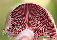 Lactarius subpurpureus Mostly flat cap with a small central depression, zones of pink, and an inrolled margin. Nearly distant, pinkish red gills that leak red milk. The stem was colored like the cap, but more pale.<br />
<br />
Habitat: Growing on the ground under pine.<br />
https://www.jungledragon.com/image/71000/lactarius_subpurpureus.html Geotagged,Lactarius subpurpureus,Summer,United States,lactarius