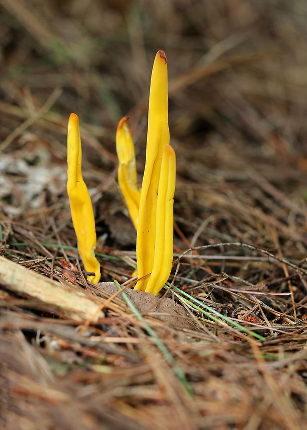 Golden Spindles - Clavulinopsis fusiformis Bright yellow, cylindrical, unbranched fruiting bodies.<br />
<br />
Habitat: Growing in a small cluster on the ground in a mostly deciduous forest. Clavulinopsis fusiformis,Geotagged,Golden spindles,Summer,United States,yellow