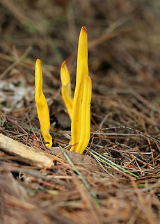 Golden Spindles - Clavulinopsis fusiformis Bright yellow, cylindrical, unbranched fruiting bodies.

Habitat: Growing in a small cluster on the ground in a mostly deciduous forest. Clavulinopsis fusiformis,Geotagged,Golden spindles,Summer,United States,yellow