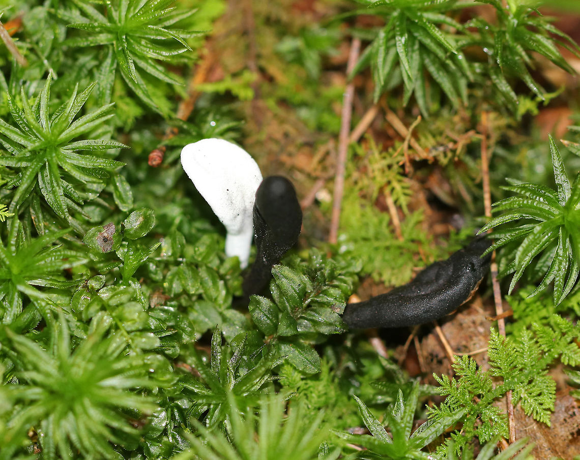 Hypomyces papulasporae on Trichoglossum Earth Tongues Hypomyces papulasporae is a parasitic fungus that grows on Trichoglossum sp. (Earth Tongues).  The white earth tongue is the one that is infected. The black ones are not infected.<br />
<br />
Habitat: Growing among moss in a bog.<br />
<figure class="photo"><a href="https://www.jungledragon.com/image/71050/hypomyces_papulasporae_on_trichoglossum_earth_tongues.html" title="Hypomyces papulasporae on Trichoglossum Earth Tongues"><img src="https://s3.amazonaws.com/media.jungledragon.com/images/3232/71050_thumb.jpg?AWSAccessKeyId=05GMT0V3GWVNE7GGM1R2&Expires=1759968010&Signature=S5SPCMiJ4GFkPzYZQcIKCTJRW4c%3D" width="200" height="164" alt="Hypomyces papulasporae on Trichoglossum Earth Tongues Hypomyces papulasporae is a parasitic fungus that grows on Trichoglossum sp. (Earth Tongues). The white earth tongue is the one that is infected. The black ones are not infected.<br />
<br />
Habitat: Growing among moss in a bog.<br />
https://www.jungledragon.com/image/71049/hypomyces_papulasporae_on_trichoglossum_earth_tongues.html Geotagged,Hypomyces papulasporae,Summer,Trichoglossum,United States,earth tongues,fungus" /></a></figure> Geotagged,Hypomyces,Hypomyces papulasporae,Summer,Trichoglossum,United States,earth tongues,fungal infection,fungus,mushroom,parasitic infection