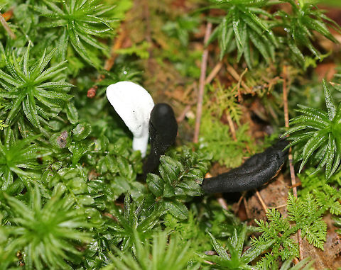 Hypomyces papulasporae on Trichoglossum Earth Tongues Hypomyces papulasporae is a parasitic fungus that grows on Trichoglossum sp. (Earth Tongues).  The white earth tongue is the one that is infected. The black ones are not infected.

Habitat: Growing among moss in a bog.
https://www.jungledragon.com/image/71050/hypomyces_papulasporae_on_trichoglossum_earth_tongues.html Geotagged,Hypomyces,Hypomyces papulasporae,Summer,Trichoglossum,United States,earth tongues,fungal infection,fungus,mushroom,parasitic infection