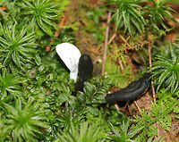 Hypomyces papulasporae on Trichoglossum Earth Tongues Hypomyces papulasporae is a parasitic fungus that grows on Trichoglossum sp. (Earth Tongues).  The white earth tongue is the one that is infected. The black ones are not infected.<br />
<br />
Habitat: Growing among moss in a bog.<br />
https://www.jungledragon.com/image/71050/hypomyces_papulasporae_on_trichoglossum_earth_tongues.html Geotagged,Hypomyces,Hypomyces papulasporae,Summer,Trichoglossum,United States,earth tongues,fungal infection,fungus,mushroom,parasitic infection