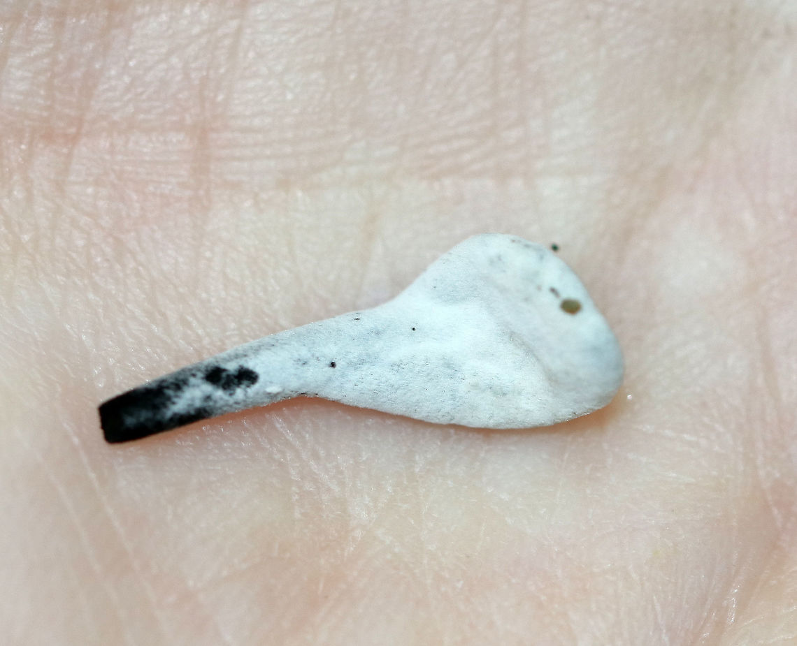 Hypomyces papulasporae on Trichoglossum Earth Tongues Hypomyces papulasporae is a parasitic fungus that grows on Trichoglossum sp. (Earth Tongues). The white earth tongue is the one that is infected. The black ones are not infected.<br />
<br />
Habitat: Growing among moss in a bog.<br />
<figure class="photo"><a href="https://www.jungledragon.com/image/71049/hypomyces_papulasporae_on_trichoglossum_earth_tongues.html" title="Hypomyces papulasporae on Trichoglossum Earth Tongues"><img src="https://s3.amazonaws.com/media.jungledragon.com/images/3232/71049_thumb.jpg?AWSAccessKeyId=05GMT0V3GWVNE7GGM1R2&Expires=1769040010&Signature=0zrdKmkGuYr4KH1GT%2BNSPxPhwio%3D" width="200" height="160" alt="Hypomyces papulasporae on Trichoglossum Earth Tongues Hypomyces papulasporae is a parasitic fungus that grows on Trichoglossum sp. (Earth Tongues).  The white earth tongue is the one that is infected. The black ones are not infected.<br />
<br />
Habitat: Growing among moss in a bog.<br />
https://www.jungledragon.com/image/71050/hypomyces_papulasporae_on_trichoglossum_earth_tongues.html Geotagged,Hypomyces,Hypomyces papulasporae,Summer,Trichoglossum,United States,earth tongues,fungal infection,fungus,mushroom,parasitic infection" /></a></figure> Geotagged,Hypomyces papulasporae,Summer,Trichoglossum,United States,earth tongues,fungus