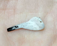 Hypomyces papulasporae on Trichoglossum Earth Tongues Hypomyces papulasporae is a parasitic fungus that grows on Trichoglossum sp. (Earth Tongues). The white earth tongue is the one that is infected. The black ones are not infected.<br />
<br />
Habitat: Growing among moss in a bog.<br />
https://www.jungledragon.com/image/71049/hypomyces_papulasporae_on_trichoglossum_earth_tongues.html Geotagged,Hypomyces papulasporae,Summer,Trichoglossum,United States,earth tongues,fungus