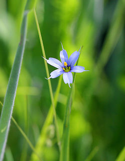 American Blue-eyed Grass - Sisyrinchium montanum Small, violet-blue flowers with petals each tipped with a point. Long, grass-like leaves. 

Habitat: They were growing on the edge of a barrier beach.
https://www.jungledragon.com/image/56406/american_blue-eyed_grass.html American blue-eyed grass,Geotagged,Sisyrinchium montanum,Spring,United States