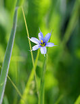 American Blue-eyed Grass - Sisyrinchium montanum Small, violet-blue flowers with petals each tipped with a point. Long, grass-like leaves. <br />
<br />
Habitat: They were growing on the edge of a barrier beach.<br />
https://www.jungledragon.com/image/56406/american_blue-eyed_grass.html American blue-eyed grass,Geotagged,Sisyrinchium montanum,Spring,United States