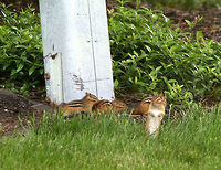 Eastern Chipmunks - Tamias striatus *Please excuse the poor quality - these are old photos.<br />
<br />
Back when I lived in New York, our neighborhood was overrun by chipmunks. They were everywhere - dozens of them, and they were not afraid of people. They would actually climb up on my deck chair and sit next to me. They had been fed by humans and had lost all fear of people. As a result, the population of hawks in the area increased and they would frequently swoop down and grab chipmunks.<br />
<br />
Habitat: Suburban neighborhood<br />
https://www.jungledragon.com/image/71054/eastern_chipmunks_-_tamias_striatus.html<br />
https://www.jungledragon.com/image/71053/eastern_chipmunks_-_tamias_striatus.html Eastern chipmunk,Geotagged,Spring,Tamias striatus,United States,chipmunks