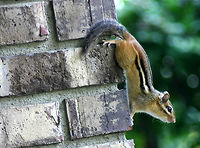 Eastern Chipmunks - Tamias striatus *Please excuse the poor quality - these are old photos.<br />
<br />
Back when I lived in New York, our neighborhood was overrun by chipmunks. They were everywhere - dozens of them, and they were not afraid of people. They would actually climb up on my deck chair and sit next to me. They had been fed by humans and had lost all fear of people. As a result, the population of hawks in the area increased and they would frequently swoop down and grab chipmunks.<br />
<br />
Habitat: On the side of a building in a suburban neighborhood<br />
https://www.jungledragon.com/image/71052/eastern_chipmunks_-_tamias_striatus.html<br />
https://www.jungledragon.com/image/71054/eastern_chipmunks_-_tamias_striatus.html Eastern chipmunk,Fall,Geotagged,Tamias striatus,United States