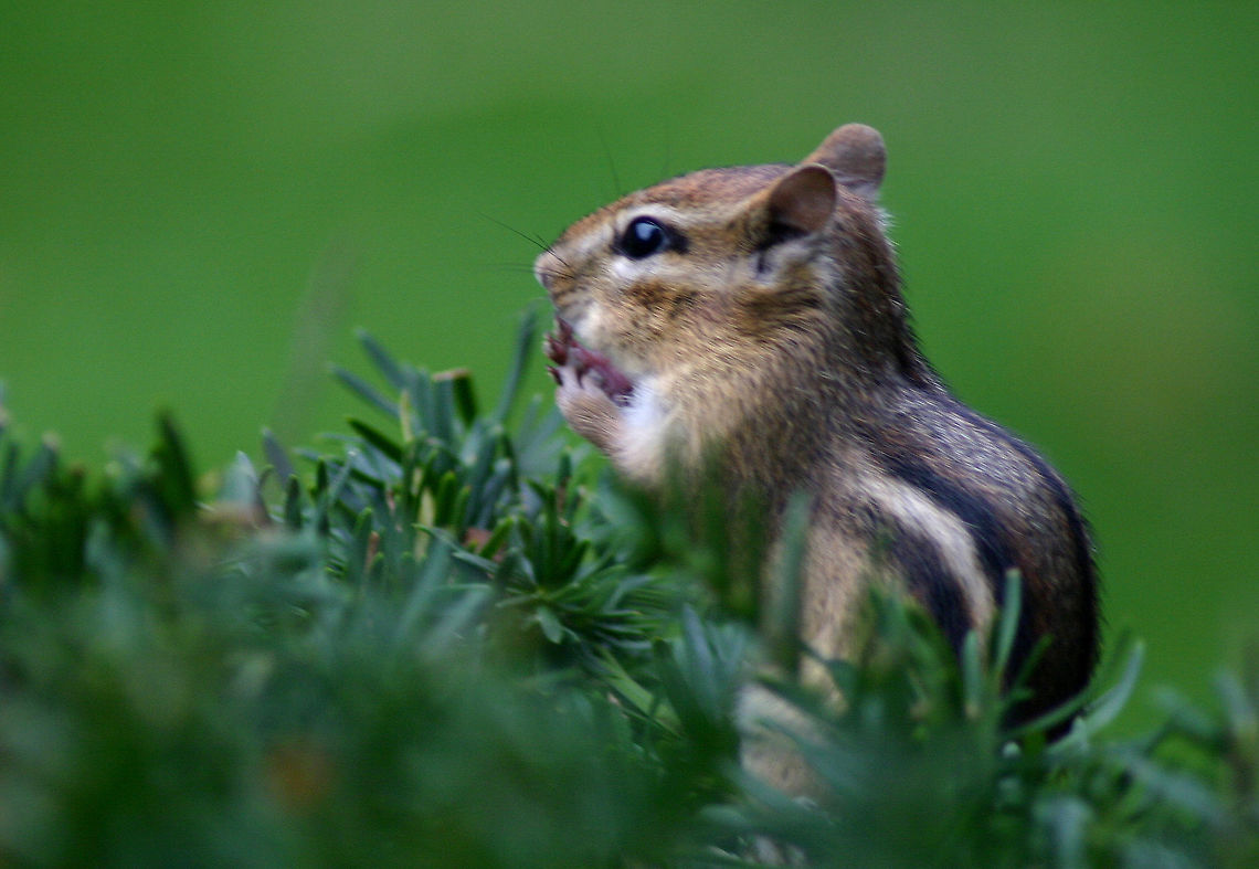 Eastern Chipmunks - Tamias striatus *Please excuse the poor quality - these are old photos.<br />
<br />
Back when I lived in New York, our neighborhood was overrun by chipmunks. They were everywhere - dozens of them, and they were not afraid of people. They would actually climb up on my deck chair and sit next to me. They had been fed by humans and had lost all fear of people. As a result, the population of hawks in the area increased and they would frequently swoop down and grab chipmunks.<br />
<br />
Habitat: Sitting in a bush next to my patio in a suburban neighborhood<br />
<figure class="photo"><a href="https://www.jungledragon.com/image/71052/eastern_chipmunks_-_tamias_striatus.html" title="Eastern Chipmunks - Tamias striatus"><img src="https://s3.amazonaws.com/media.jungledragon.com/images/3232/71052_thumb.jpg?AWSAccessKeyId=05GMT0V3GWVNE7GGM1R2&Expires=1769040010&Signature=%2BCIHKsGaC10DH1r62sEI9pPIZI0%3D" width="200" height="154" alt="Eastern Chipmunks - Tamias striatus *Please excuse the poor quality - these are old photos.<br />
<br />
Back when I lived in New York, our neighborhood was overrun by chipmunks. They were everywhere - dozens of them, and they were not afraid of people. They would actually climb up on my deck chair and sit next to me.  They had been fed by humans and had lost all fear of people. As a result, the population of hawks in the area increased and they would frequently swoop down and grab chipmunks.<br />
<br />
Habitat: Suburban neighborhood<br />
https://www.jungledragon.com/image/71054/eastern_chipmunks_-_tamias_striatus.html<br />
https://www.jungledragon.com/image/71053/eastern_chipmunks_-_tamias_striatus.html Eastern chipmunk,Geotagged,Spring,Tamias striatus,United States,chipmunks" /></a></figure><br />
<figure class="photo"><a href="https://www.jungledragon.com/image/71053/eastern_chipmunks_-_tamias_striatus.html" title="Eastern Chipmunks - Tamias striatus"><img src="https://s3.amazonaws.com/media.jungledragon.com/images/3232/71053_thumb.jpg?AWSAccessKeyId=05GMT0V3GWVNE7GGM1R2&Expires=1769040010&Signature=P%2B%2FG784rQ1K5RDkjDuMOw2k1t4U%3D" width="200" height="150" alt="Eastern Chipmunks - Tamias striatus *Please excuse the poor quality - these are old photos.<br />
<br />
Back when I lived in New York, our neighborhood was overrun by chipmunks. They were everywhere - dozens of them, and they were not afraid of people. They would actually climb up on my deck chair and sit next to me. They had been fed by humans and had lost all fear of people. As a result, the population of hawks in the area increased and they would frequently swoop down and grab chipmunks.<br />
<br />
Habitat: On the side of a building in a suburban neighborhood<br />
https://www.jungledragon.com/image/71052/eastern_chipmunks_-_tamias_striatus.html<br />
https://www.jungledragon.com/image/71054/eastern_chipmunks_-_tamias_striatus.html Eastern chipmunk,Fall,Geotagged,Tamias striatus,United States" /></a></figure> Eastern chipmunk,Fall,Geotagged,Tamias striatus,United States