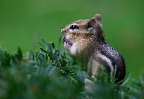 Eastern Chipmunks - Tamias striatus *Please excuse the poor quality - these are old photos.

Back when I lived in New York, our neighborhood was overrun by chipmunks. They were everywhere - dozens of them, and they were not afraid of people. They would actually climb up on my deck chair and sit next to me. They had been fed by humans and had lost all fear of people. As a result, the population of hawks in the area increased and they would frequently swoop down and grab chipmunks.

Habitat: Sitting in a bush next to my patio in a suburban neighborhood
https://www.jungledragon.com/image/71052/eastern_chipmunks_-_tamias_striatus.html
https://www.jungledragon.com/image/71053/eastern_chipmunks_-_tamias_striatus.html Eastern chipmunk,Fall,Geotagged,Tamias striatus,United States