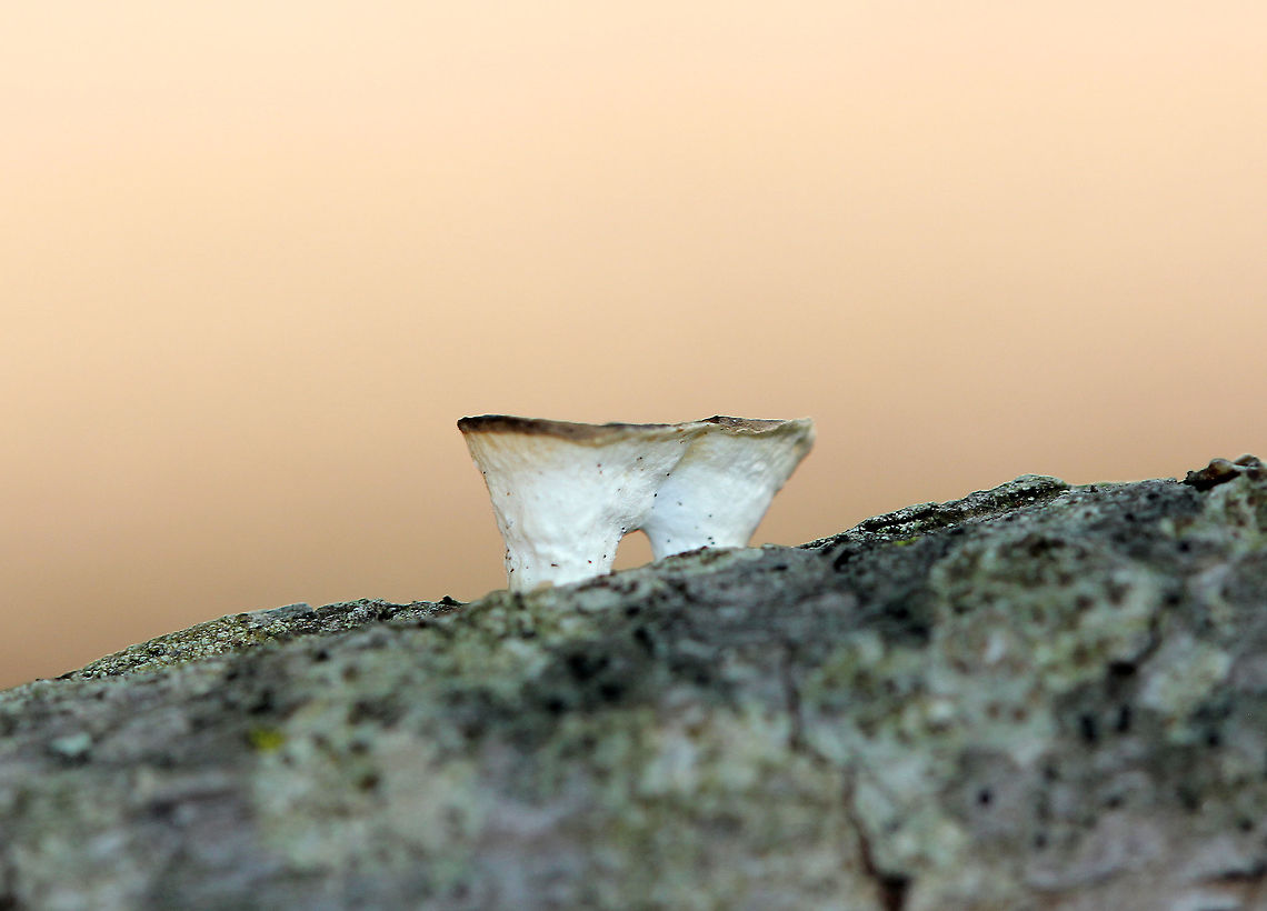 Little Nest Polypore - Trametes conchifer Odd, tiny, cup-like fungi that resemble bird's nest fungus, but without the eggs. This fungus starts out looking cup-like, but it develops a cap as it matures...The "cups" start out with zones of color on the inside and a smooth, white undersurface. With age, a polypore develops as an extension of the cup.<br />
<figure class="photo"><a href="https://www.jungledragon.com/image/71056/little_nest_polypore_-_trametes_conchifer.html" title="Little Nest Polypore - Trametes conchifer"><img src="https://s3.amazonaws.com/media.jungledragon.com/images/3232/71056_thumb.jpg?AWSAccessKeyId=05GMT0V3GWVNE7GGM1R2&Expires=1759968010&Signature=WeKSWag5QpXPPIG%2Bxd93wp0wA3o%3D" width="200" height="154" alt="Little Nest Polypore - Trametes conchifer Odd, tiny, cup-like fungi that resemble bird's nest fungus, but without the eggs. This fungus starts out looking cup-like, but it develops a cap as it matures...The "cups" start out with zones of color on the inside and a smooth, white undersurface. With age, a polypore develops as an extension of the cup.<br />
https://www.jungledragon.com/image/56250/little_nest_polypore.html<br />
https://www.jungledragon.com/image/58282/little_nest_polypore.html<br />
https://www.jungledragon.com/image/71055/little_nest_polypore_-_trametes_conchifer.html Fall,Geotagged,Little nest polypore,Poronidulus conchifer,Trametes conchifer,United States" /></a></figure><br />
<figure class="photo"><a href="https://www.jungledragon.com/image/56250/little_nest_polypore.html" title="Little Nest Polypore"><img src="https://s3.amazonaws.com/media.jungledragon.com/images/3232/56250_thumb.jpg?AWSAccessKeyId=05GMT0V3GWVNE7GGM1R2&Expires=1759968010&Signature=uxhw6v37EH9MeXgitALV9Agc3zM%3D" width="200" height="150" alt="Little Nest Polypore Odd, tiny, cup-like fungi that resemble bird's nest fungus, but without the eggs. This fungus starts out looking cup-like, but it develops a cap as it matures...The "cups" start out with zones of color on the inside and a smooth, white undersurface. With age, a polypore develops as an extension of the cup. These fungi ranged in size from 3-7mm.<br />
https://www.jungledragon.com/image/71056/little_nest_polypore_-_trametes_conchifer.html<br />
https://www.jungledragon.com/image/58282/little_nest_polypore.html<br />
https://www.jungledragon.com/image/71055/little_nest_polypore_-_trametes_conchifer.html Fall,Fungus,Geotagged,Little nest polypore,Poronidulus conchifer,Trametes conchifer,United States,polypore" /></a></figure><br />
<figure class="photo"><a href="https://www.jungledragon.com/image/58282/little_nest_polypore.html" title="Little Nest Polypore"><img src="https://s3.amazonaws.com/media.jungledragon.com/images/3232/58282_thumb.jpg?AWSAccessKeyId=05GMT0V3GWVNE7GGM1R2&Expires=1759968010&Signature=eBzIYOHVRuqFABogoCIZU8Yd3%2Bc%3D" width="200" height="140" alt="Little Nest Polypore Odd, tiny, cup-like fungi that resemble bird's nest fungus, but without the eggs. This fungus starts out looking cup-like, but it develops a cap as it matures...The "cups" start out with zones of color on the inside and a smooth, white undersurface. With age, a polypore develops as an extension of the cup. These fungi ranged in size from 3-7mm.<br />
<br />
It is thought that the cup-like stage serves as a splash-cup apparatus for distributing asexual spores. Therefore, the mushroom extends its reproductive period by have asexual spore dispersal before producing sexual spores.<br />
https://www.jungledragon.com/image/71056/little_nest_polypore_-_trametes_conchifer.html<br />
https://www.jungledragon.com/image/71055/little_nest_polypore_-_trametes_conchifer.html<br />
https://www.jungledragon.com/image/56250/little_nest_polypore.html Fall,Geotagged,Little Nest Polypore,Little nest polypore,Poronidulus conchifer,United States,fungus,mushroom,polypore" /></a></figure> Fall,Geotagged,Little nest polypore,Poronidulus conchifer,Trametes conchifer,United States