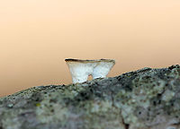 Little Nest Polypore - Trametes conchifer Odd, tiny, cup-like fungi that resemble bird's nest fungus, but without the eggs. This fungus starts out looking cup-like, but it develops a cap as it matures...The "cups" start out with zones of color on the inside and a smooth, white undersurface. With age, a polypore develops as an extension of the cup.<br />
https://www.jungledragon.com/image/71056/little_nest_polypore_-_trametes_conchifer.html<br />
https://www.jungledragon.com/image/56250/little_nest_polypore.html<br />
https://www.jungledragon.com/image/58282/little_nest_polypore.html  Fall,Geotagged,Little nest polypore,Poronidulus conchifer,Trametes conchifer,United States
